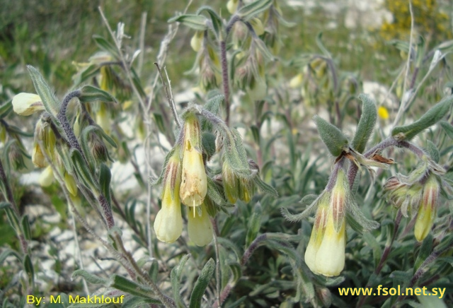 Onosma cassia Boiss.